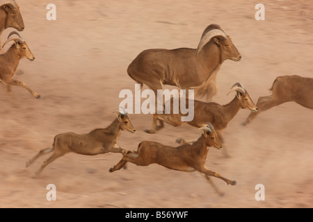 Ammotragus lervia mouflon à Sir Bani Yas Island Private Game Reserve dans le golfe Persique près de Abu Dhabi Emirats Arabes Unis Banque D'Images