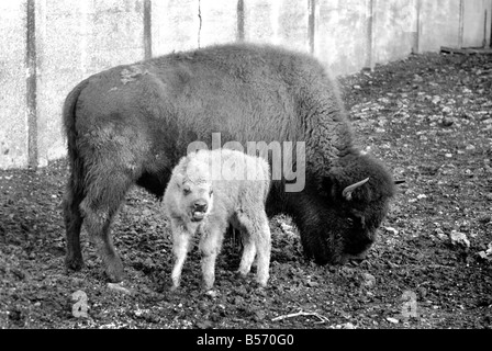 Un bison d'Amérique veau né le 20 décembre 1969, est à l'affiche dans un enclos de l'Ancienne étables au Zoo de Londres. Il tient environ 2' 6' de hauteur, est rouge-brun. Mère est 'Trudie' et 'père' Ernie. Les deux parents sont nés au Zoo de Londres en 1961 et 1965 respectivement. Décembre 1969 Z12477-004 Banque D'Images