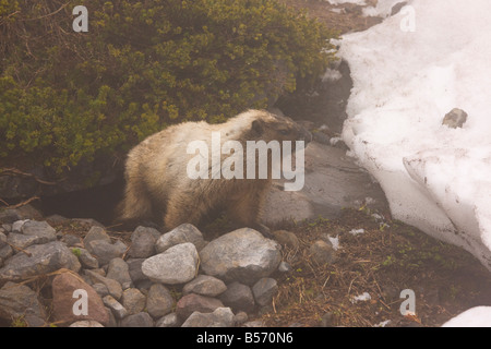La marmotte Marmota caligata regardant la neige en août sur le Mont Rainier Washington Cascade Mountains Banque D'Images