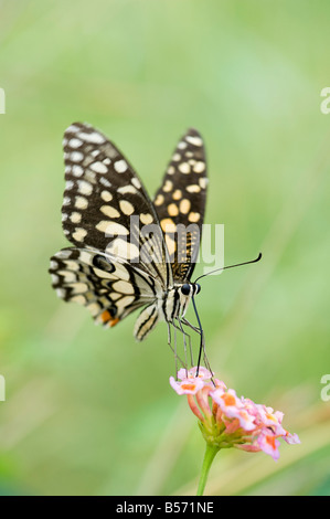 Papilio demoleus. Papillon de chaux se nourrissant de Lantana fleurs dans le paysage indien. L'Andhra Pradesh, Inde Banque D'Images