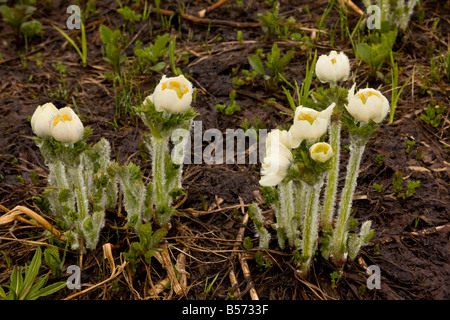 Anémone de l'Ouest ou l'Ouest Pasque flower Anemone occidentalis dans la brume à la ligne de la neige des montagnes Cascade Mount Rainier Banque D'Images