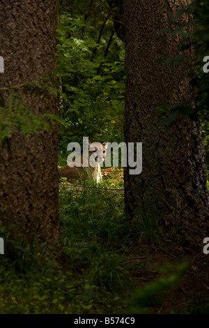 Mountain Lion Cougar ou Puma concolor woodland Washington USA Banque D'Images