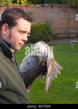 Falconer avec un faucon sacre Falco cherrug lors d'une manifestation à Perrow Thorp Arboretum Bedale UK Banque D'Images