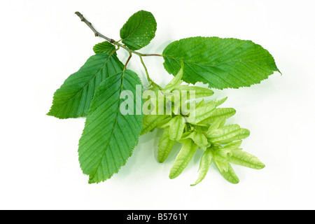 Charme commun européen, charme (Carpinus betulus) twig avec feuilles et fleurs, studio photo Banque D'Images