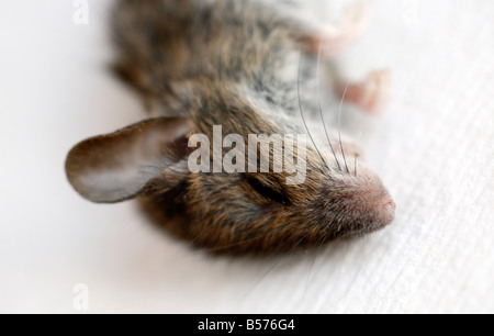 Une petite souris morte. Banque D'Images