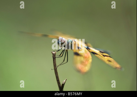 Rhyothemis variegata. Picturewing commun dragonfly / flutterer dans la campagne indienne. L'Andhra Pradesh, Inde Banque D'Images