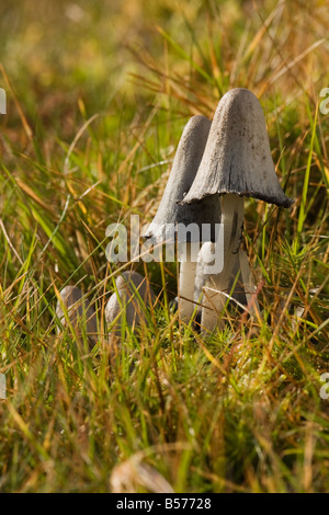 Vue d'un groupe de champignons forestiers dans un inkcap avec compensation en fin d'après-midi, le soleil se reflète sur la gauche. Banque D'Images