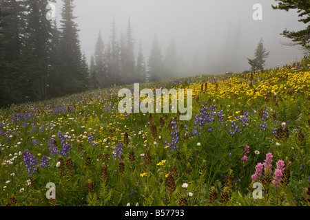 La haute altitude prés fleuris avec Arnica Anti-dicotylédones de lupins furbish pinceau Magenta etc Hurricane Ridge Banque D'Images