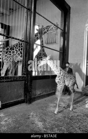 Keeper Jeff Nicklin avec bébé girafe. Janvier 1975 75-00398-001 Banque D'Images