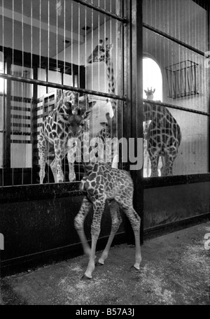 Keeper Jeff Nicklin avec bébé girafe. Janvier 1975 75-00398-005 Banque D'Images