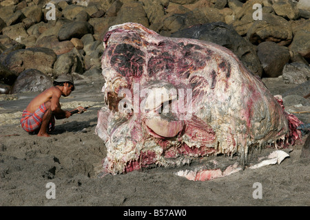 Coupe des tués cachalot, village de pêche à la baleine, l'Indonésie, Lembata Lamalera Banque D'Images