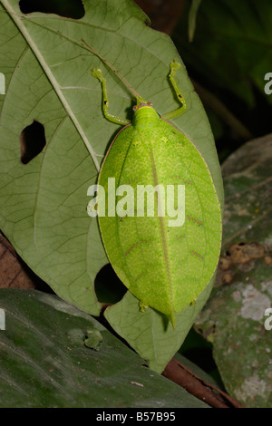 Katydid Mustius superbus contre la face inférieure d'une feuille de la forêt tropicale dans journée Ghana Banque D'Images