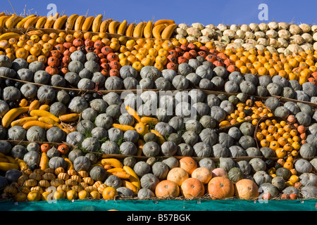 Un affichage fantastique de citrouilles Banque D'Images