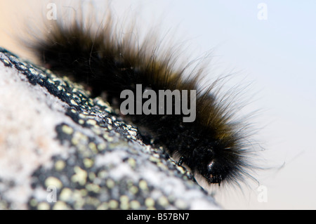 Ours laineux laineux arctique vit à caterpillar 14 ans comme une chenille gel solide pour dix mois de l'année, il prod Banque D'Images