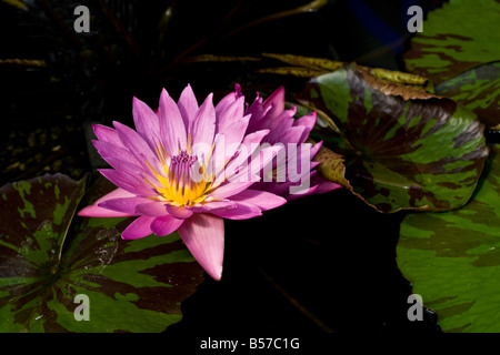 Plusieurs fleurs d'un jour rose blooming lily Banque D'Images