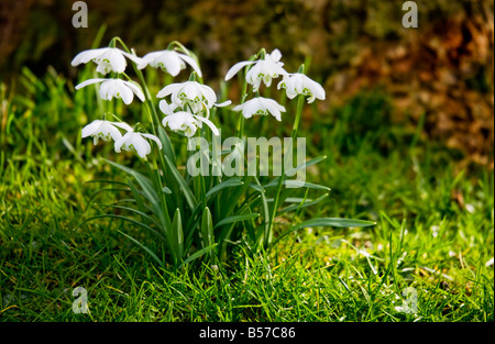 Bouquet de perce-neige, Galanthus nivalis poussant dans l'herbe à la base de l'arbre au début du printemps en Angleterre, Royaume-Uni Banque D'Images