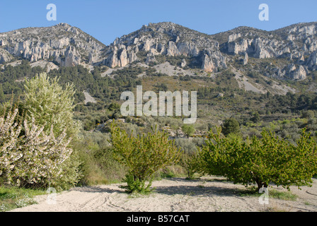 Cerisiers et vue de Vila de Muro rock pinacles, Sierra de Serrella, Comtat, Province d'Alicante, Communauté Valencienne, Espagne Banque D'Images