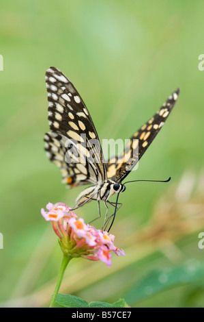 Papilio demoleus. Papillon de chaux se nourrissant de Lantana fleurs dans le paysage indien. L'Andhra Pradesh, Inde Banque D'Images