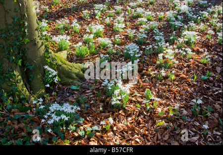 Perce-neige, Galanthus nivalis, croissante à la base de l'arbre en forêt à la fin de l'hiver, début du printemps, Banque D'Images