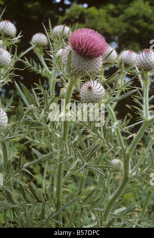 Chardon laineux Cirsium eriophorum plantes à fleurs Banque D'Images