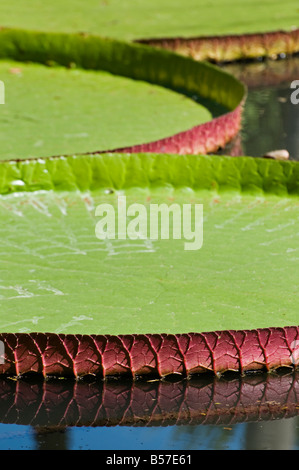 Jardins Kanapaha Gainesville Floride nénuphar géant Victoria Banque D'Images