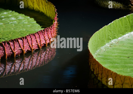 Jardins Kanapaha Gainesville Floride nénuphar géant Victoria Banque D'Images