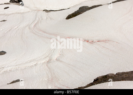 La neige ou neige rouge pastèque causée par les algues unicellulaires Chlamydomonas nivalis sur le Mont Rainier Washington Cascade Mountains Banque D'Images