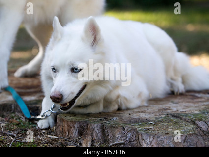 Un magnifique husky blanc huskie tourné dans un parc. Banque D'Images