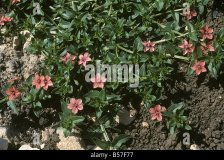 Mouron rouge Anagallis arvensis plante en fleurs Banque D'Images