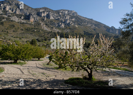 Cerisiers et vue de Vila de Muro rock pinacles, Sierra de Serrella, Comtat, Province d'Alicante, Communauté Valencienne, Espagne Banque D'Images