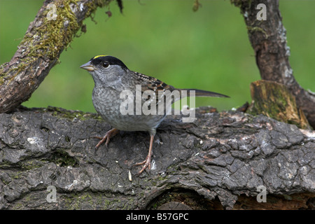 Bruant à couronne dorée Zonotrichia atricapilla perché sur log in Saanich Victoria Vancouver Island BC en Avril Banque D'Images