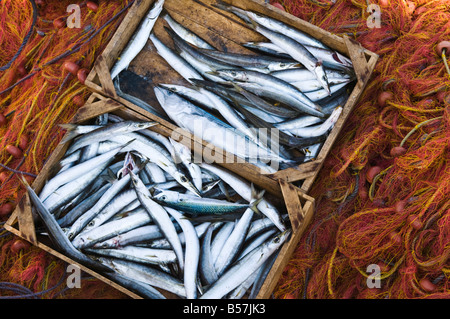 Les poissons fraîchement pêchés dans le port de Pylos de Messénie Sud du Péloponnèse en Grèce Banque D'Images