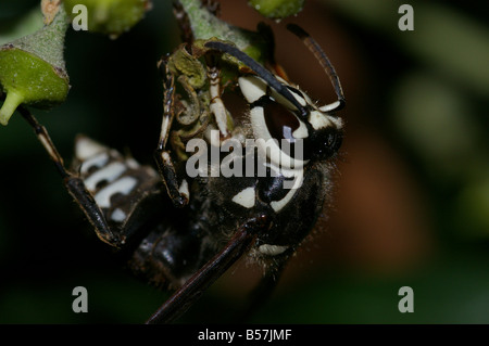 Bald-Faced Hornet Banque D'Images