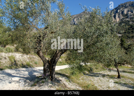 Le suivi et l'oliveraie, Sierra de Serrella, Comtat, Province d'Alicante, Communauté Valencienne, Espagne Banque D'Images