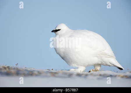 Le lagopède alpin (Lagopus muta hyperborea), Billefjord, Svalbard, Spitzberg, Norvège, Scandinavie, Europe Banque D'Images