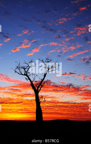 Boab tree au lever du soleil, Kimberley, Western Australia, Australie, Pacifique Banque D'Images