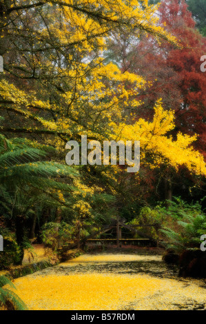 Le gingko tree laissant tomber les feuilles d'automne, Alfred Nicholas Gardens, Dandenong Ranges, Victoria, Australie, Pacifique Banque D'Images