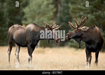 Deux orignal (Alces alces) face à l'avant de jouer les combats, Roosevelt National Forest, Colorado, États-Unis d'Amérique Banque D'Images