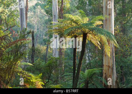 Fougères arborescentes, Parc National de Yarra, Victoria, Australie, Pacifique Banque D'Images