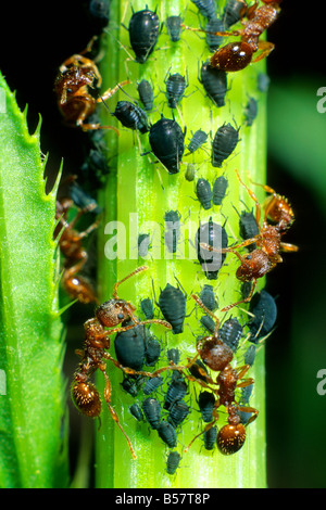 Ants (Formica sp.) les pucerons de traite Banque D'Images