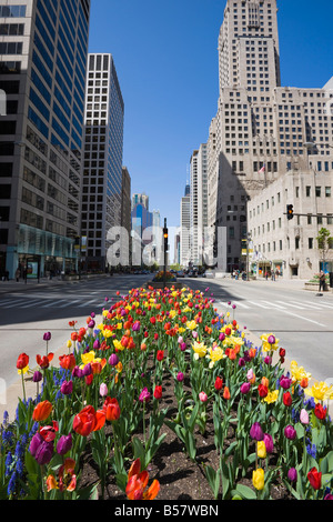 Les tulipes sur North Michigan Avenue, le Magnificent Mile, Chicago, Illinois, États-Unis d'Amérique, Amérique du Nord Banque D'Images