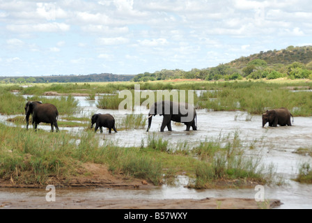 Les éléphants dans la rivière Oliphants, Kruger National Park, Afrique du Sud, l'Afrique Banque D'Images