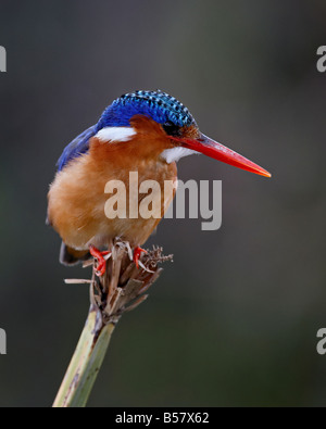 Martin-pêcheur huppé (Alcedo cristata), Masai Mara National Reserve, Kenya, Afrique de l'Est, l'Afrique Banque D'Images