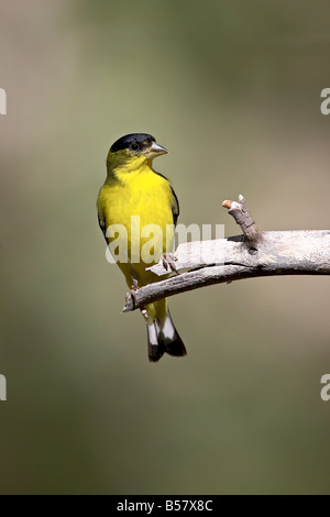 Moindre mâle chardonneret (Carduelis psaltria), Monument National Chiricahua, Arizona, États-Unis d'Amérique, Amérique du Nord Banque D'Images