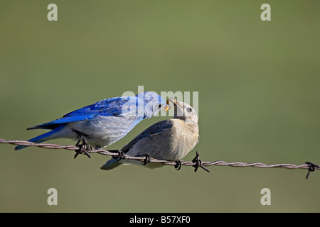 (Le Merlebleu azuré Sialia currucoides) alimentation mâle femelle, près de Castlewood Canyon State Park, Colorado Banque D'Images