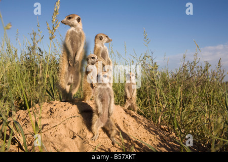 Groupe de suricates (Suricata suricatta), projet suricates du Kalahari, Van Zylsrus, Northern Cape, Afrique du Sud, l'Afrique Banque D'Images