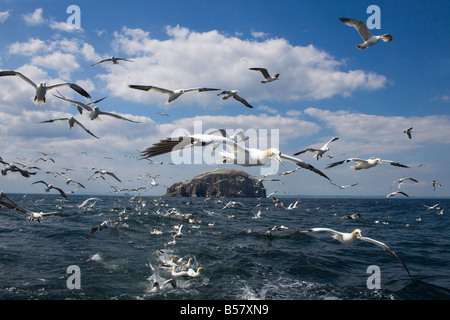 Le Fou de Bassan (Morus bassanus) en vol, après le bateau de pêche Bass Rock, Firth of Forth, Ecosse, Royaume-Uni, Europe Banque D'Images