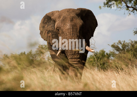Bull d'éléphants d'Afrique (Loxodonta africana), Kruger National Park, Mpumalanga, Afrique du Sud, l'Afrique Banque D'Images