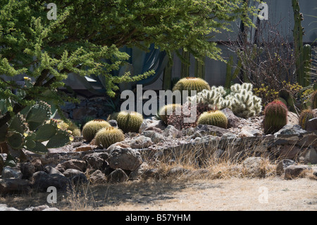 Jardins botaniques, San Miguel de Allende (San Miguel), État de Guanajuato, Mexique, Amérique du Nord Banque D'Images