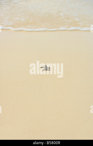 Turtle faire son chemin à l'eau Banque D'Images